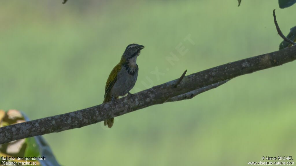 Saltator des grands-bois