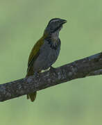 Buff-throated Saltator