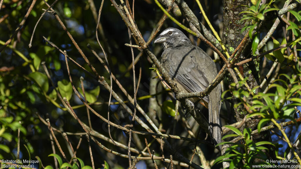 Cinnamon-bellied Saltator