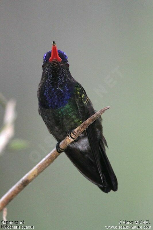 White-chinned Sapphire male adult, identification