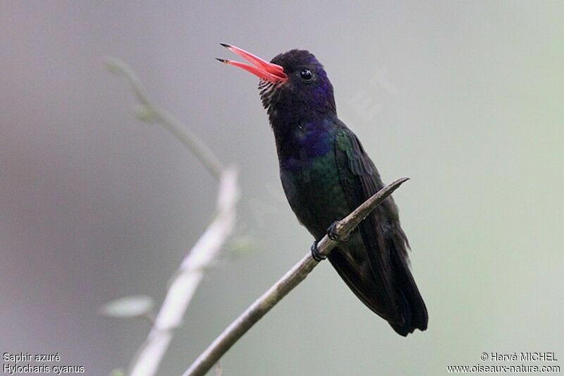 White-chinned Sapphire male adult, identification