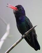 White-chinned Sapphire