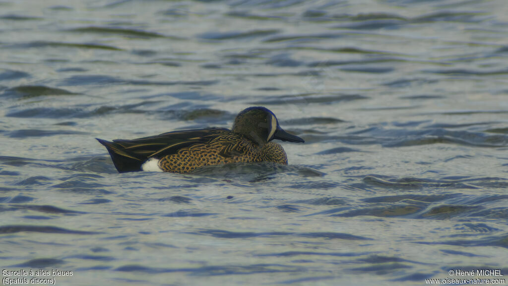 Blue-winged Teal male adult