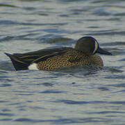 Blue-winged Teal