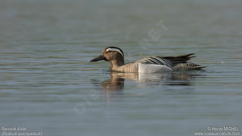 Garganey male adult breeding