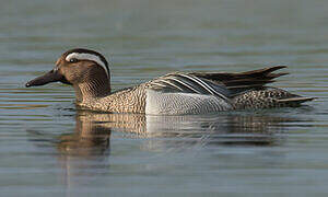 Garganey