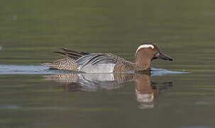 Garganey