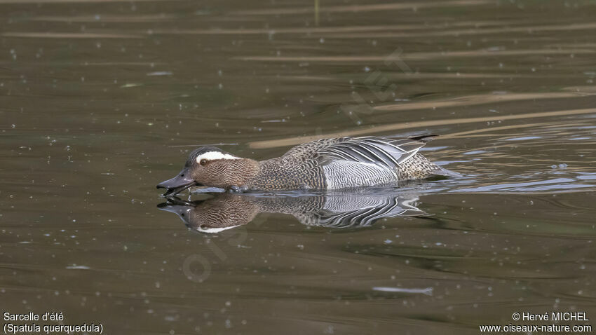 Garganey male adult breeding