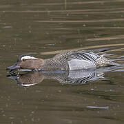 Garganey