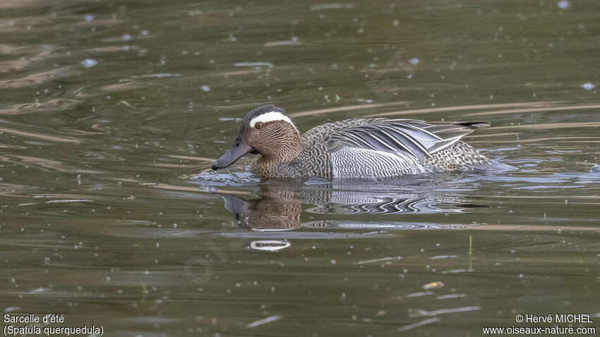 Garganey male adult breeding