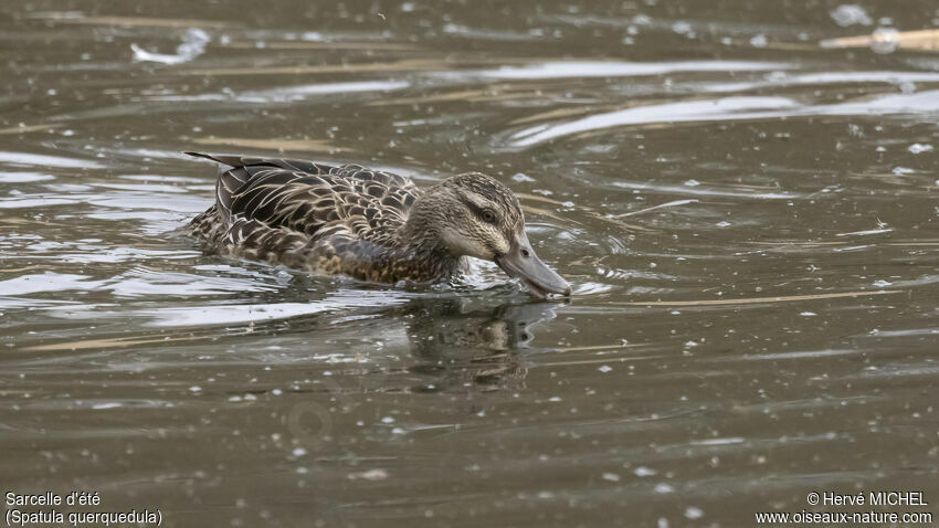 Garganey female adult breeding