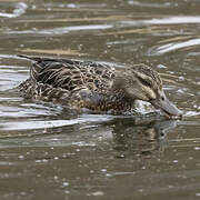 Garganey