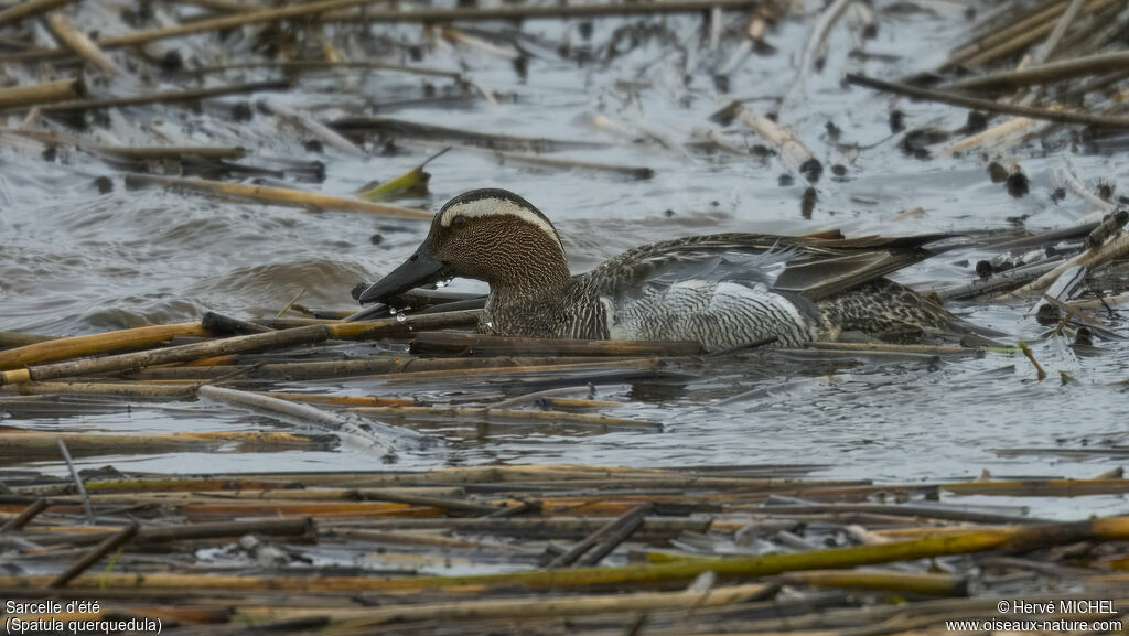 Garganey male adult breeding