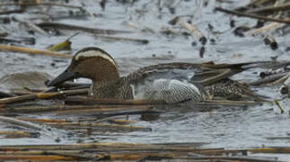 Garganey