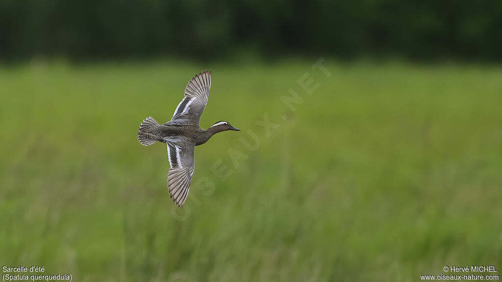 Garganey male adult breeding