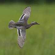 Garganey