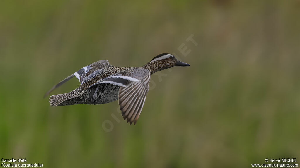 Garganey male adult breeding