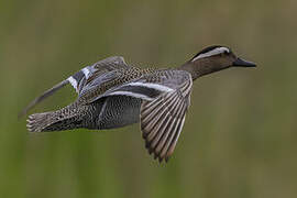 Garganey