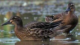 Garganey