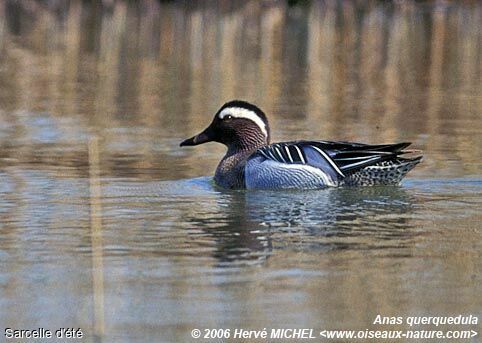 Garganey male adult