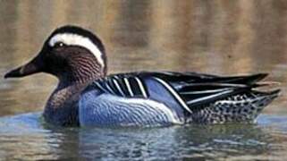 Garganey