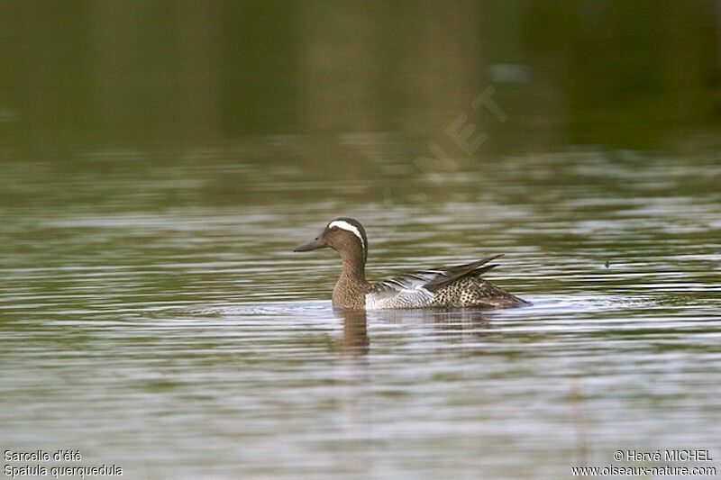 Sarcelle d'été mâle adulte nuptial, identification