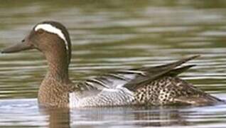 Garganey