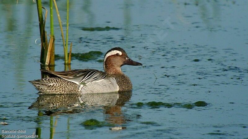 Garganey male adult breeding, identification