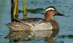 Garganey