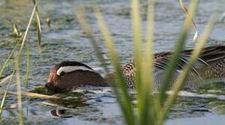 Garganey