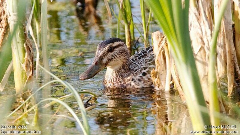 Garganey female adult breeding, identification