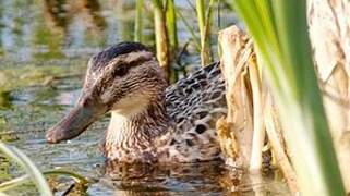 Garganey