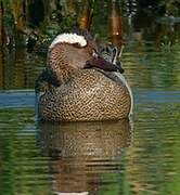 Garganey