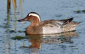 Garganey