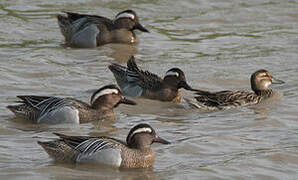 Garganey