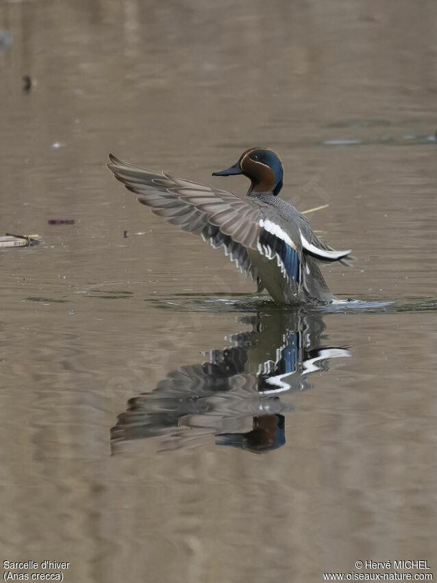 Eurasian Teal male adult breeding