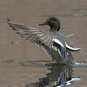 Eurasian Teal