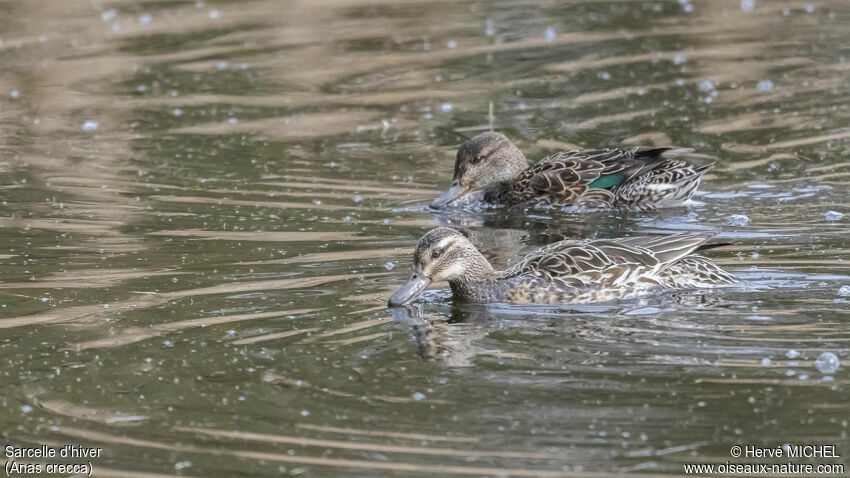 Eurasian Teal