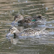 Eurasian Teal