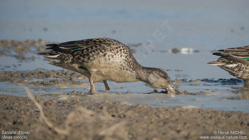 Eurasian Teal