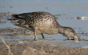 Eurasian Teal