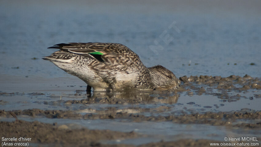 Eurasian Teal