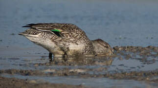 Eurasian Teal