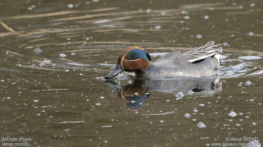 Eurasian Teal male adult breeding