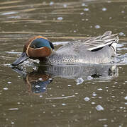 Eurasian Teal