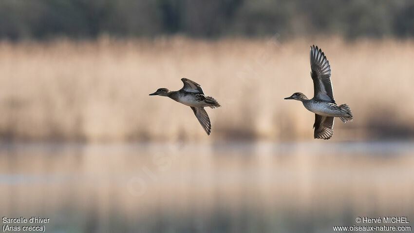 Eurasian Teal female