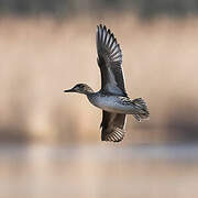 Eurasian Teal