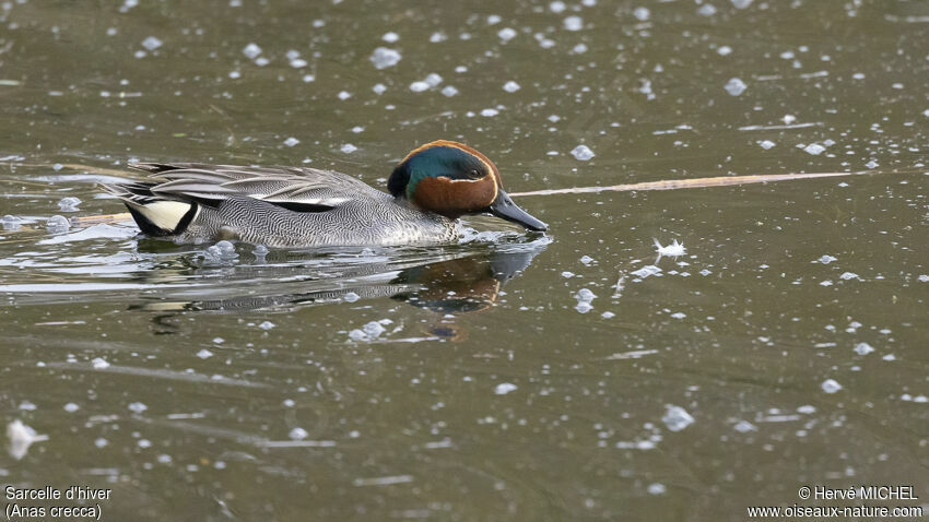 Eurasian Teal male adult breeding