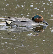 Eurasian Teal