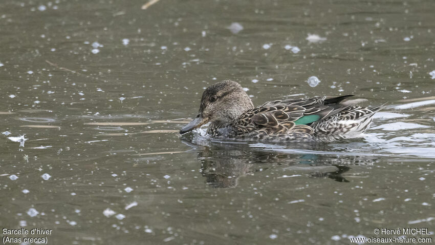 Eurasian Teal female adult breeding